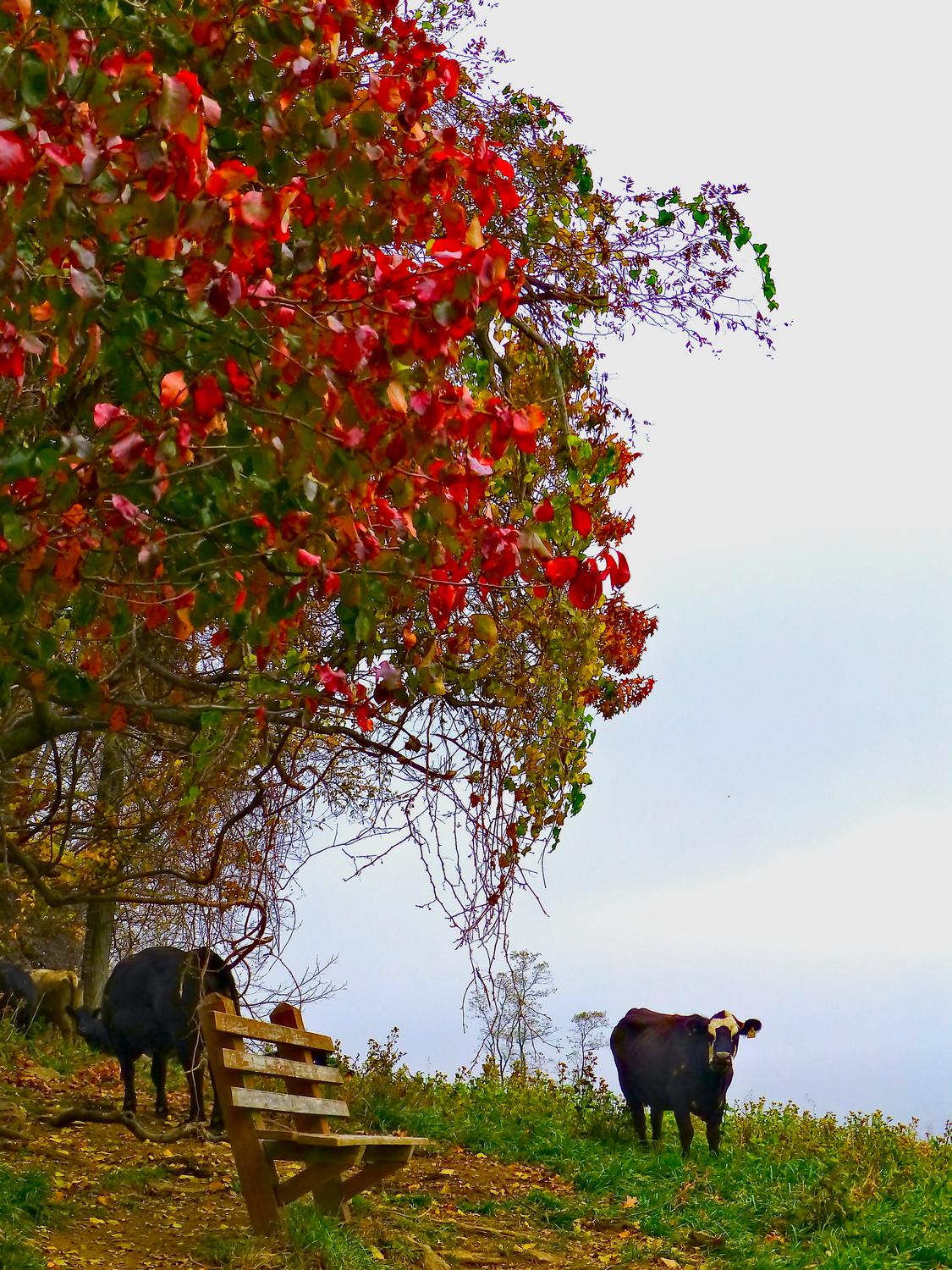  - A few more of the lawnmowers. <br>--- Click to see ORIGINAL --- - Sky Meadows State park - Virginia - Cows - Panasonic DMC-ZS20 - Tony Karp, design, art, photography, techno-impressionist, techno-impressionism, aerial photography , drone , drones , dji , mavic pro , video , 3D printing - Books -