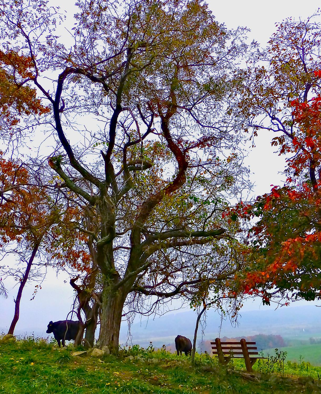  - Halfway up the hill, there's a bench where you can sit to enjoy the view <br>--- Click to see ORIGINAL --- - Sky Meadows State park - Virginia - Cows - Panasonic DMC-ZS20 - Tony Karp, design, art, photography, techno-impressionist, techno-impressionism, aerial photography , drone , drones , dji , mavic pro , video , 3D printing - Books -