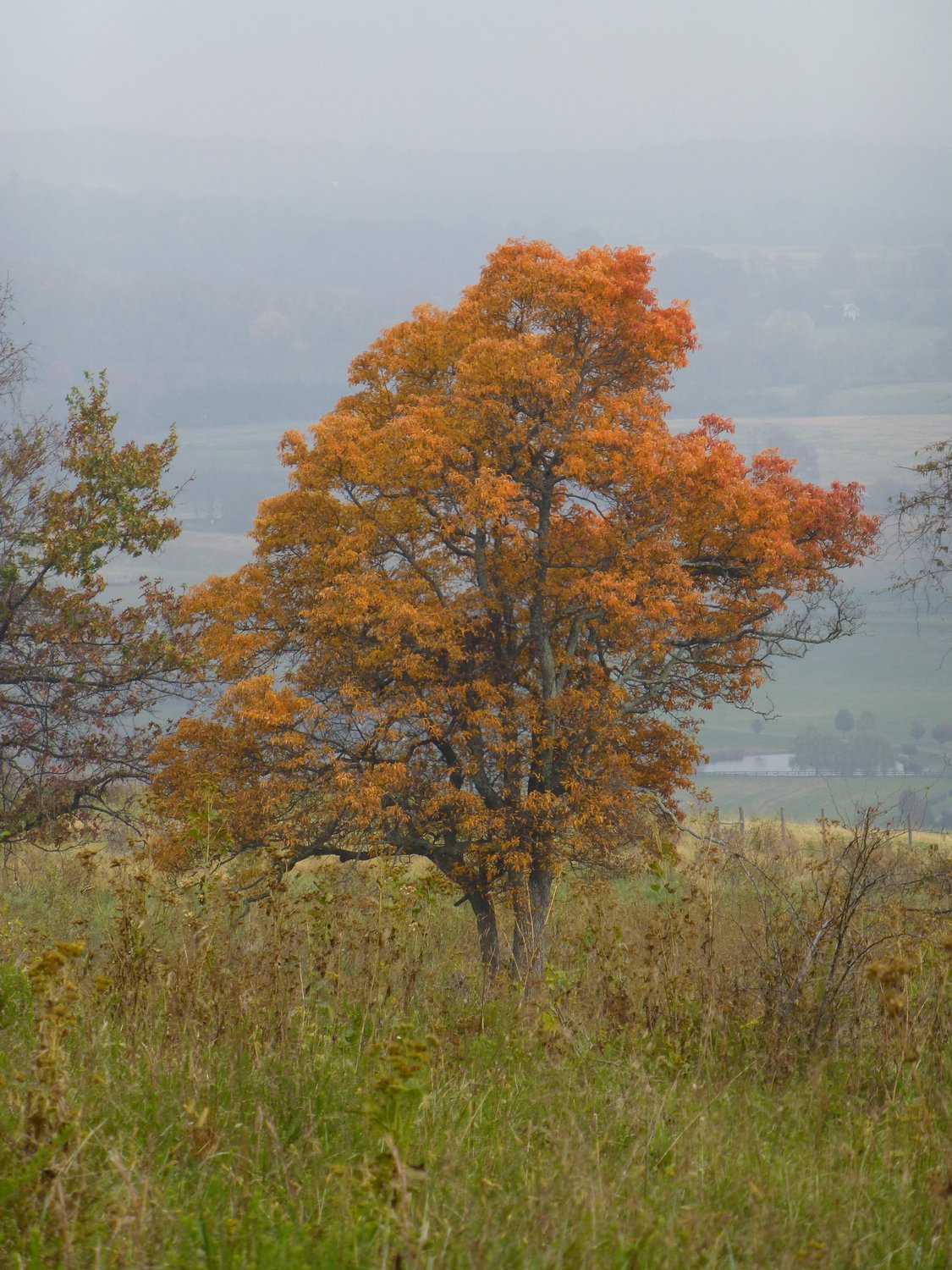  - A tree in late autumn <br>--- Click to see ORIGINAL --- - Sky Meadows State park - Virginia - Cows - Panasonic DMC-ZS20 - Tony Karp, design, art, photography, techno-impressionist, techno-impressionism, aerial photography , drone , drones , dji , mavic pro , video , 3D printing - Books -
