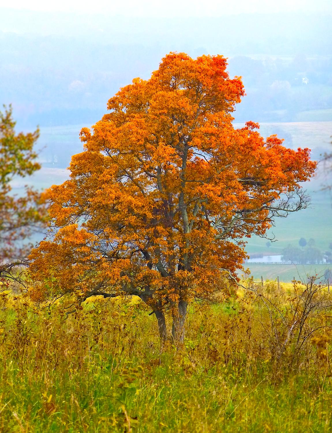  - A tree in late autumn <br>--- Click to see ORIGINAL --- - Sky Meadows State park - Virginia - Cows - Panasonic DMC-ZS20 - Tony Karp, design, art, photography, techno-impressionist, techno-impressionism, aerial photography , drone , drones , dji , mavic pro , video , 3D printing - Books -