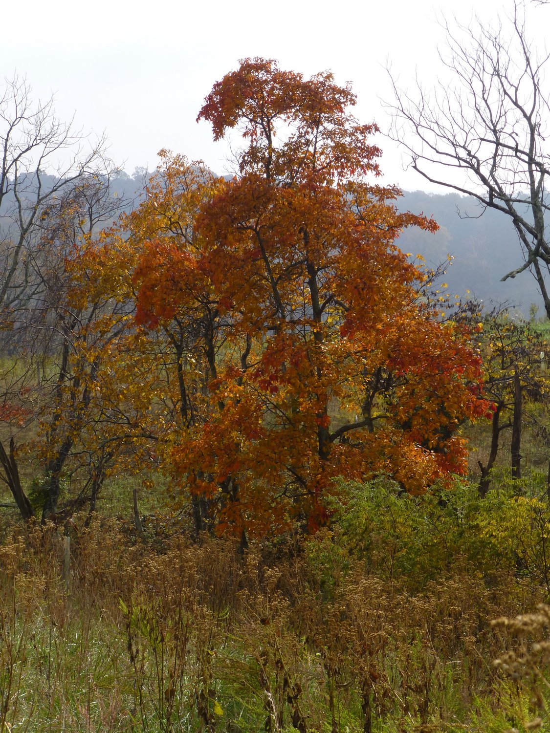  - Another tree in its autumn garb <br>--- Click to see ORIGINAL --- - Sky Meadows State park - Virginia - Cows - Panasonic DMC-ZS20 - Tony Karp, design, art, photography, techno-impressionist, techno-impressionism, aerial photography , drone , drones , dji , mavic pro , video , 3D printing - Books -
