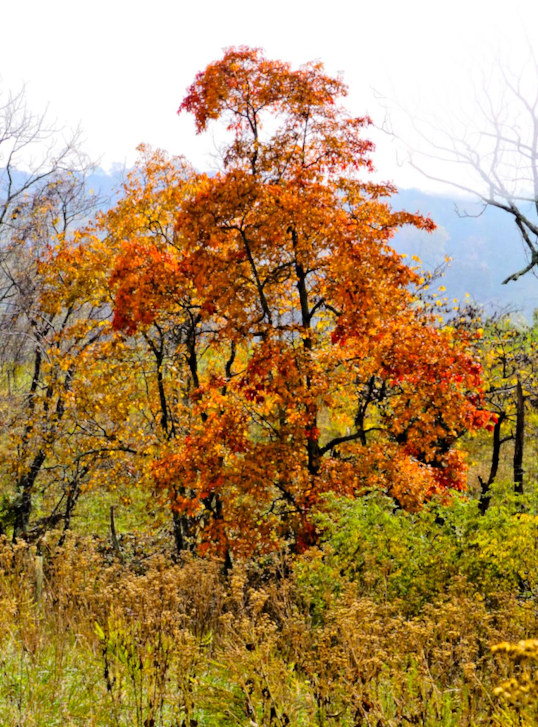  - Another tree in its autumn garb <br>--- Click to see ORIGINAL --- - Sky Meadows State park - Virginia - Cows - Panasonic DMC-ZS20 - Tony Karp, design, art, photography, techno-impressionist, techno-impressionism, aerial photography , drone , drones , dji , mavic pro , video , 3D printing - Books -