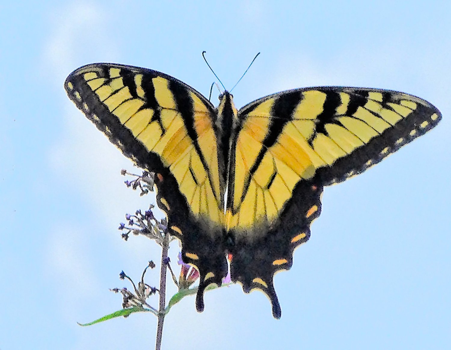 swallowtail butterfly takes wing, 3d printing, art in the 3rd dimension, Frisson Studio - Here's the original image - Tony Karp, design, art, photography, techno-impressionist, techno-impressionism, aerial photography , drone , drones , dji , mavic pro , video , 3D printing - Books -