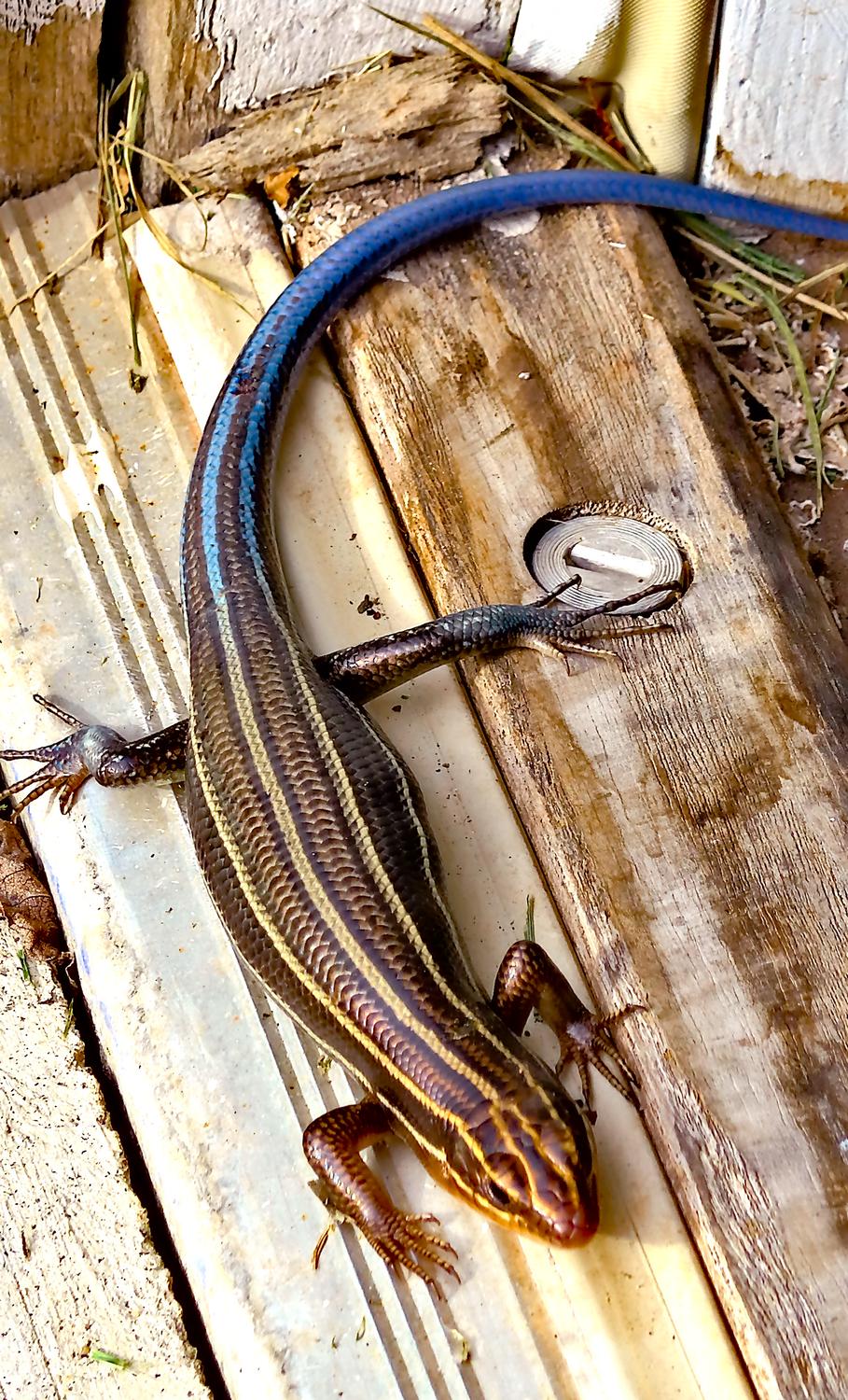 Panasonic DMC-LF1 - A skink by the garage. This one has a blue tail,<br> meaning it's still in its youth. - Leica C (typ 112) - Panasonic DMC-LF1 - five-lined skink - - Tony Karp, design, art, photography, techno-impressionist, techno-impressionism, aerial photography , drone , drones , dji , mavic pro , video , 3D printing - Books -
