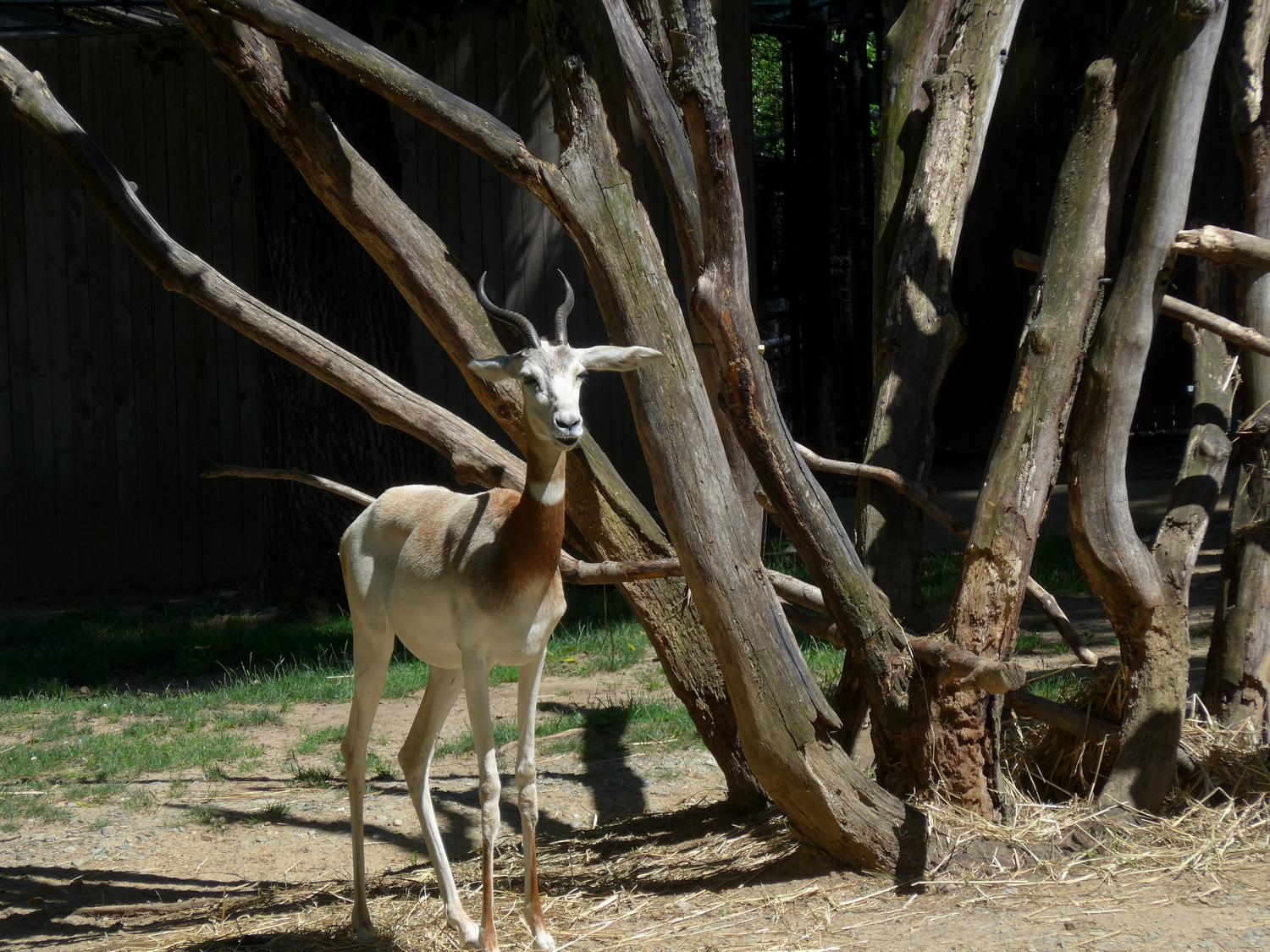  - What's new at the zoo? - - Panasonic DMC-LF1 - Washington DC National zoo - Tony Karp, design, art, photography, techno-impressionist, techno-impressionism, aerial photography , drone , drones , dji , mavic pro , video , 3D printing - Books -