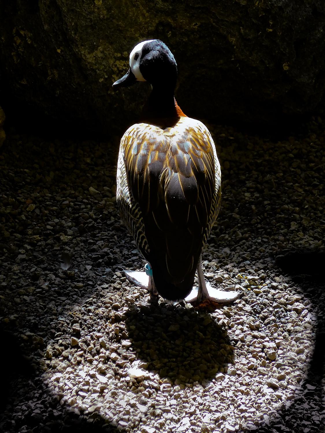  - At the end, Mr. Duck reluctantly leaves the spotlight. - - Panasonic DMC-LF1 - Washington DC National zoo - Tony Karp, design, art, photography, techno-impressionist, techno-impressionism, aerial photography , drone , drones , dji , mavic pro , video , 3D printing - Books -