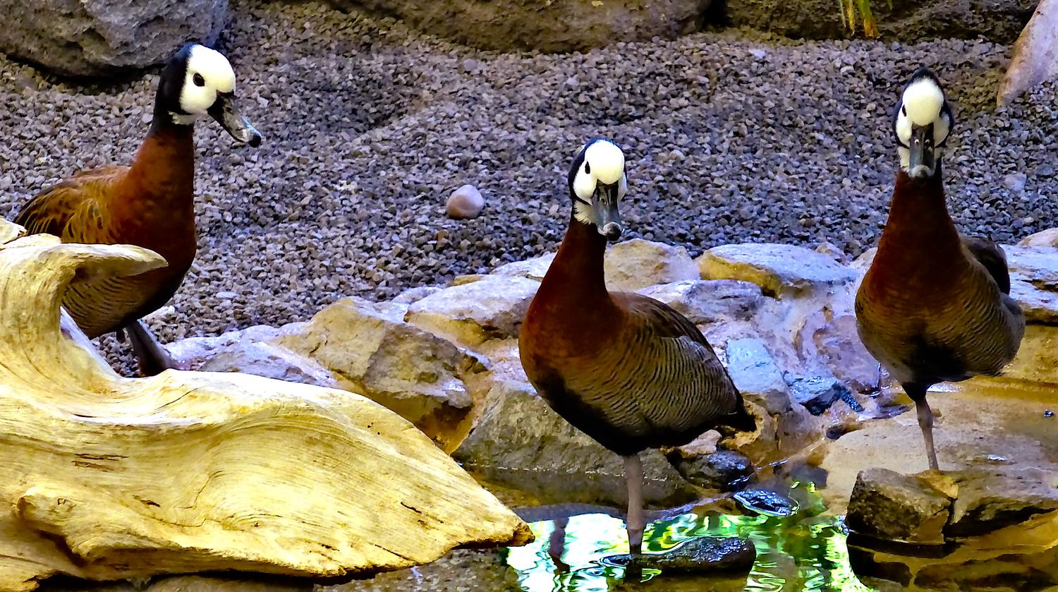  - What's new at the zoo? - - Panasonic DMC-LF1 - Washington DC National zoo - Tony Karp, design, art, photography, techno-impressionist, techno-impressionism, aerial photography , drone , drones , dji , mavic pro , video , 3D printing - Books -