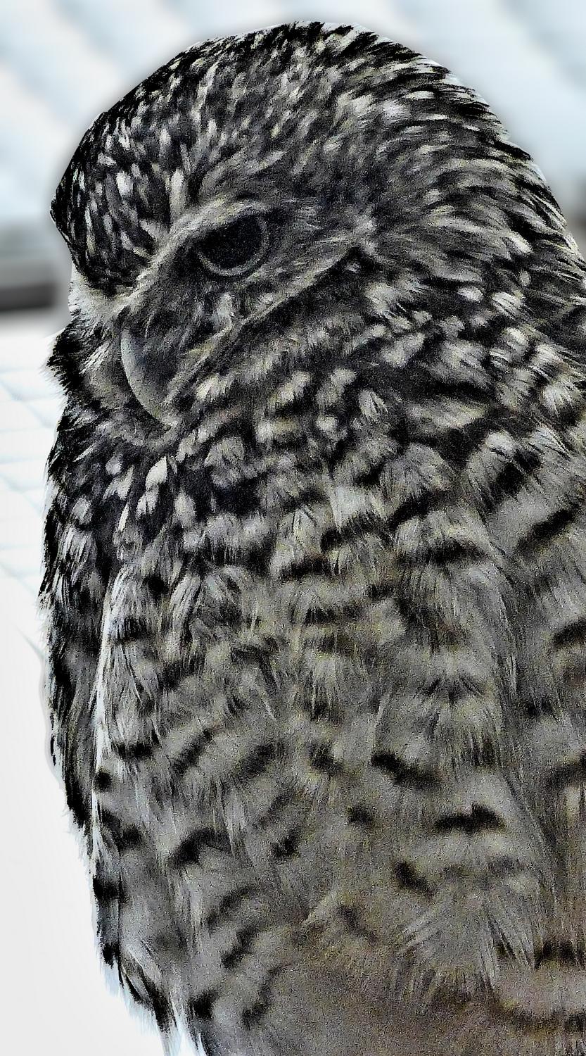 - Mr. Owl, reduced to black and white. - - Panasonic DMC-LF1 - Washington DC National zoo - Tony Karp, design, art, photography, techno-impressionist, techno-impressionism, aerial photography , drone , drones , dji , mavic pro , video , 3D printing - Books -