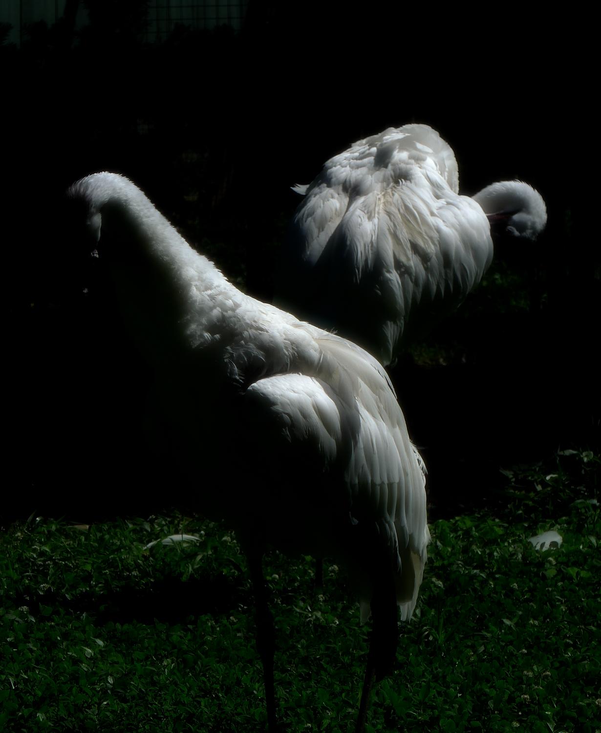  - Storks in black and white, portrayed in the Japanese manner. - - Panasonic DMC-LF1 - Washington DC National zoo - Tony Karp, design, art, photography, techno-impressionist, techno-impressionism, aerial photography , drone , drones , dji , mavic pro , video , 3D printing - Books -