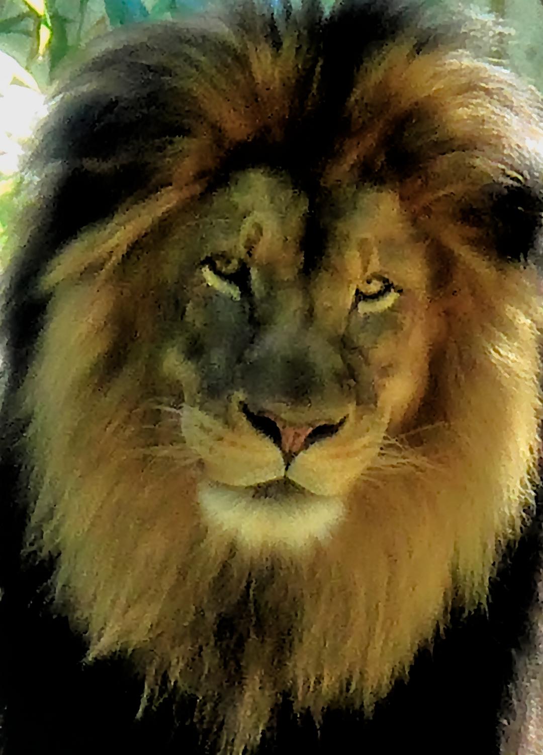  - What's new at the zoo? - - Panasonic DMC-LF1 - Washington DC National zoo - Tony Karp, design, art, photography, techno-impressionist, techno-impressionism, aerial photography , drone , drones , dji , mavic pro , video , 3D printing - Books -