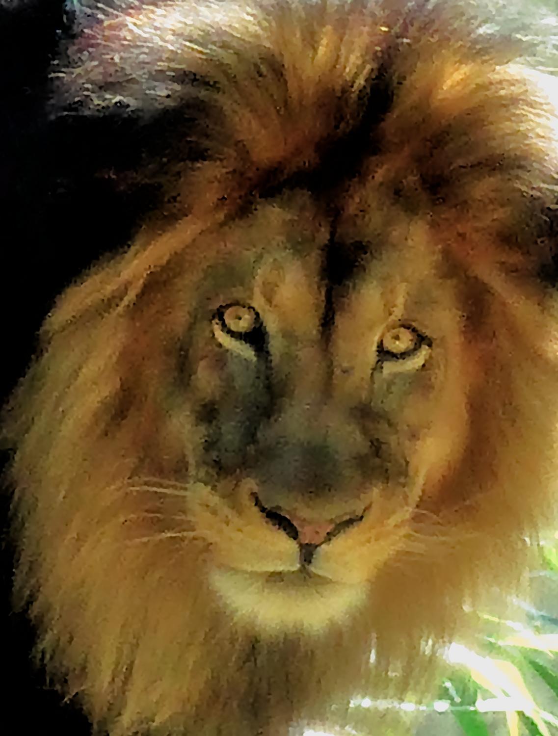  - In this portrait, Mr. Lion is looking directly at you and wondering<br>what's for dinner tonight? - - Panasonic DMC-LF1 - Washington DC National zoo - Tony Karp, design, art, photography, techno-impressionist, techno-impressionism, aerial photography , drone , drones , dji , mavic pro , video , 3D printing - Books -