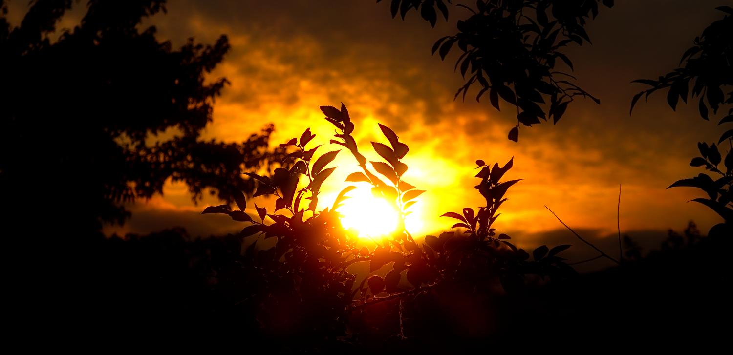  - The sunset, seen through some foliage. - Adams Morgan, Washington DC, Panasonic DMC-LF1, Mediterranean Bistro, sunset - Tony Karp, design, art, photography, techno-impressionist, techno-impressionism, aerial photography , drone , drones , dji , mavic pro , video , 3D printing - Books -