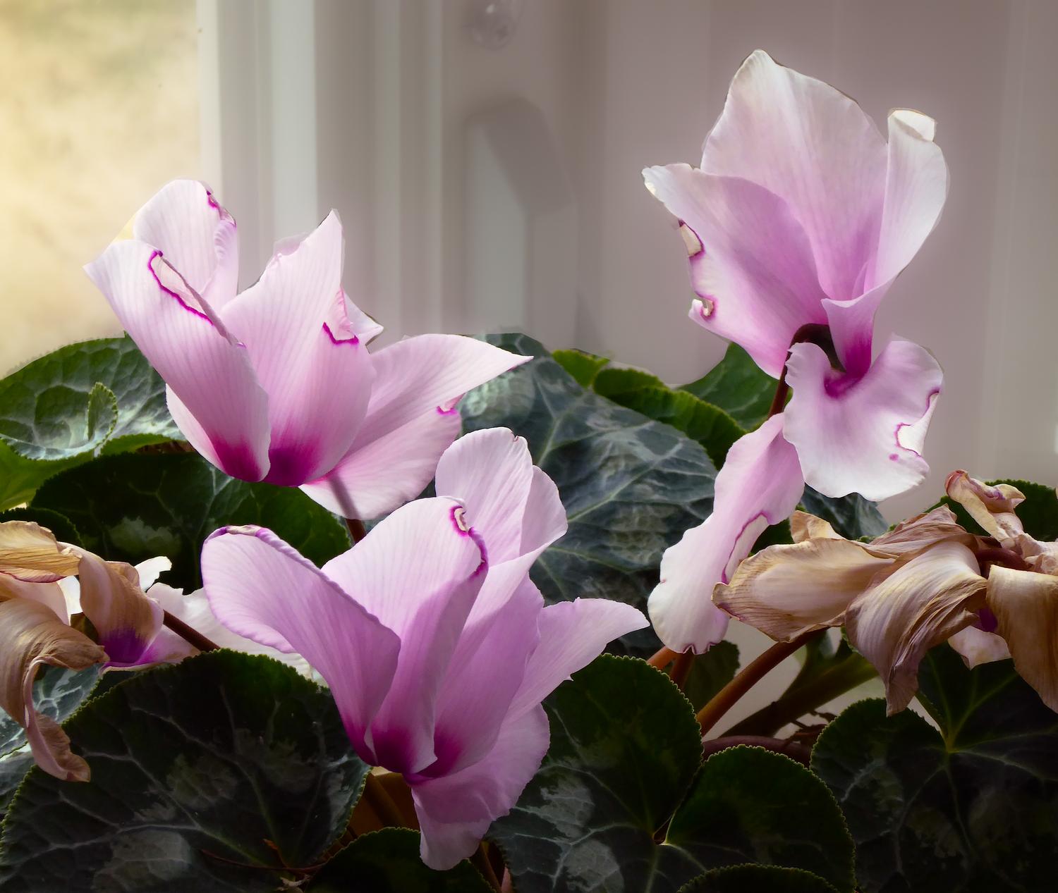  - Everlasting pink flowers by the window.  - Panasonic DMC-ZS40 - Panasonic DMC-TZ60 - - Tony Karp, design, art, photography, techno-impressionist, techno-impressionism, aerial photography , drone , drones , dji , mavic pro , video , 3D printing - Books -