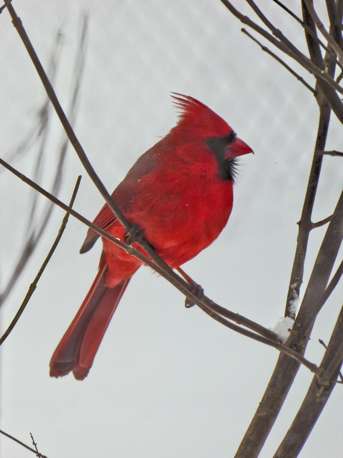  -  A cardinal in winter. - Panasonic DMC-ZS40 - Panasonic DMC-TZ60 - - Tony Karp, design, art, photography, techno-impressionist, techno-impressionism, aerial photography , drone , drones , dji , mavic pro , video , 3D printing - Books -