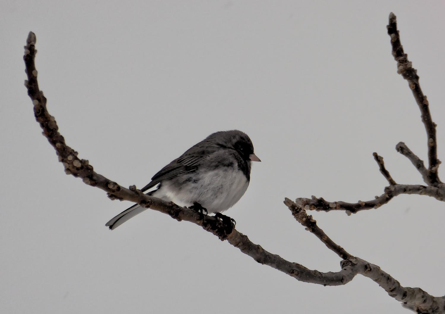  -  A small bird on a winter tree. - Panasonic DMC-ZS40 - Panasonic DMC-TZ60 - - Tony Karp, design, art, photography, techno-impressionist, techno-impressionism, aerial photography , drone , drones , dji , mavic pro , video , 3D printing - Books -