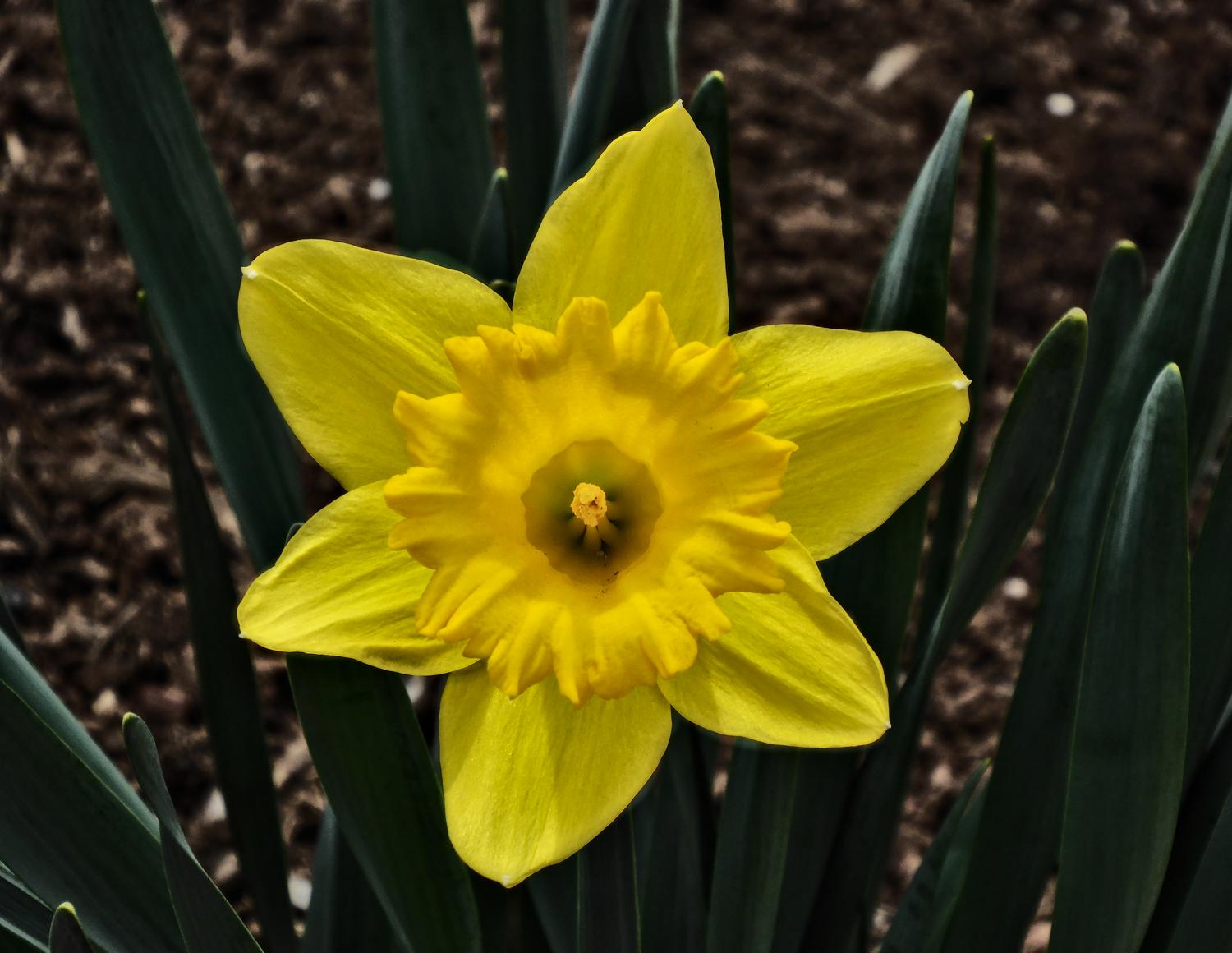  -  Yellow flower - Panasonic DMC-ZS40 - Panasonic DMC-TZ60 - - Tony Karp, design, art, photography, techno-impressionist, techno-impressionism, aerial photography , drone , drones , dji , mavic pro , video , 3D printing - Books -
