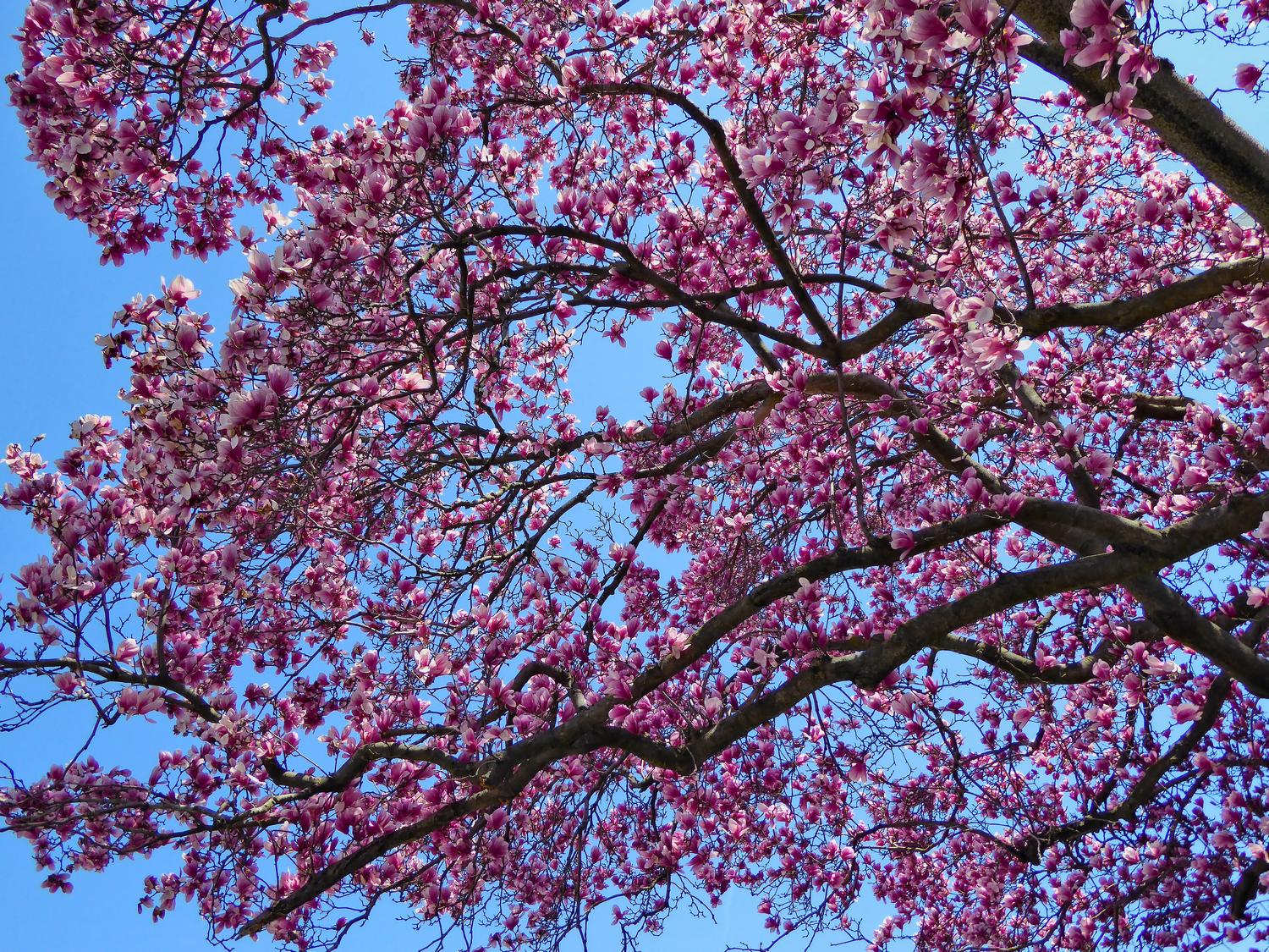  - Cherry blossoms add warmth to a spring day. - Manassas Virginia, Panasonic DMC-ZS40 - Tony Karp, design, art, photography, techno-impressionist, techno-impressionism, aerial photography , drone , drones , dji , mavic pro , video , 3D printing - Books -
