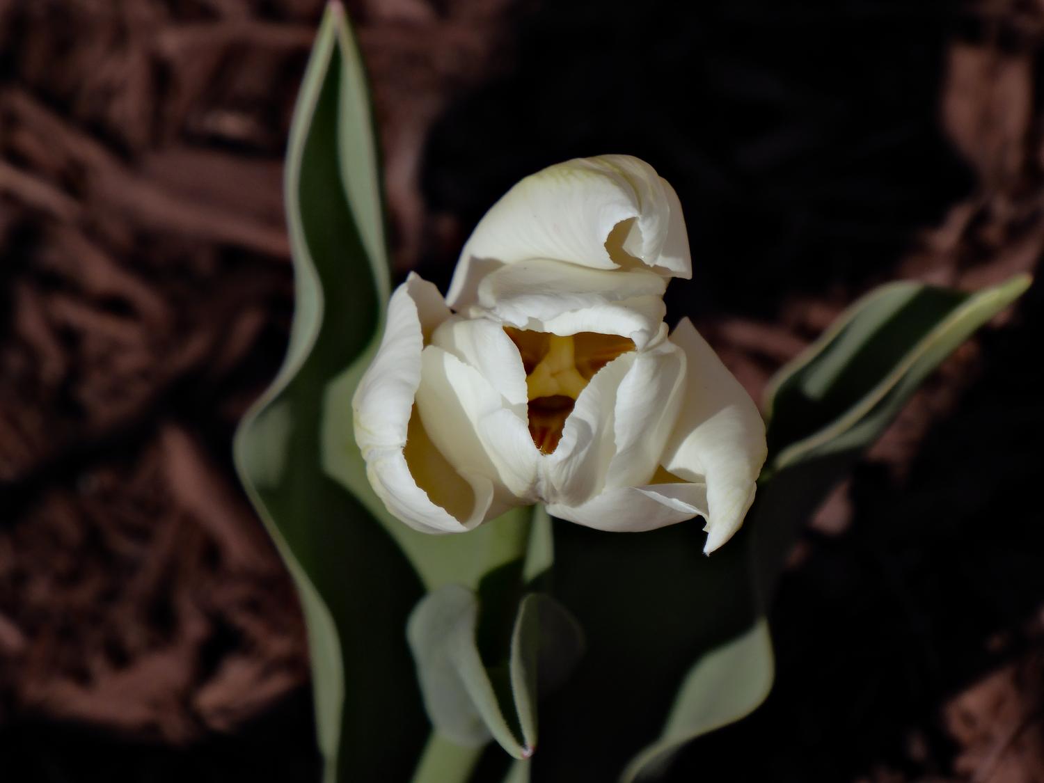  - White tulip.  - Panasonic DMC-ZS40 - Panasonic DMC-TZ60 - - Tony Karp, design, art, photography, techno-impressionist, techno-impressionism, aerial photography , drone , drones , dji , mavic pro , video , 3D printing - Books -