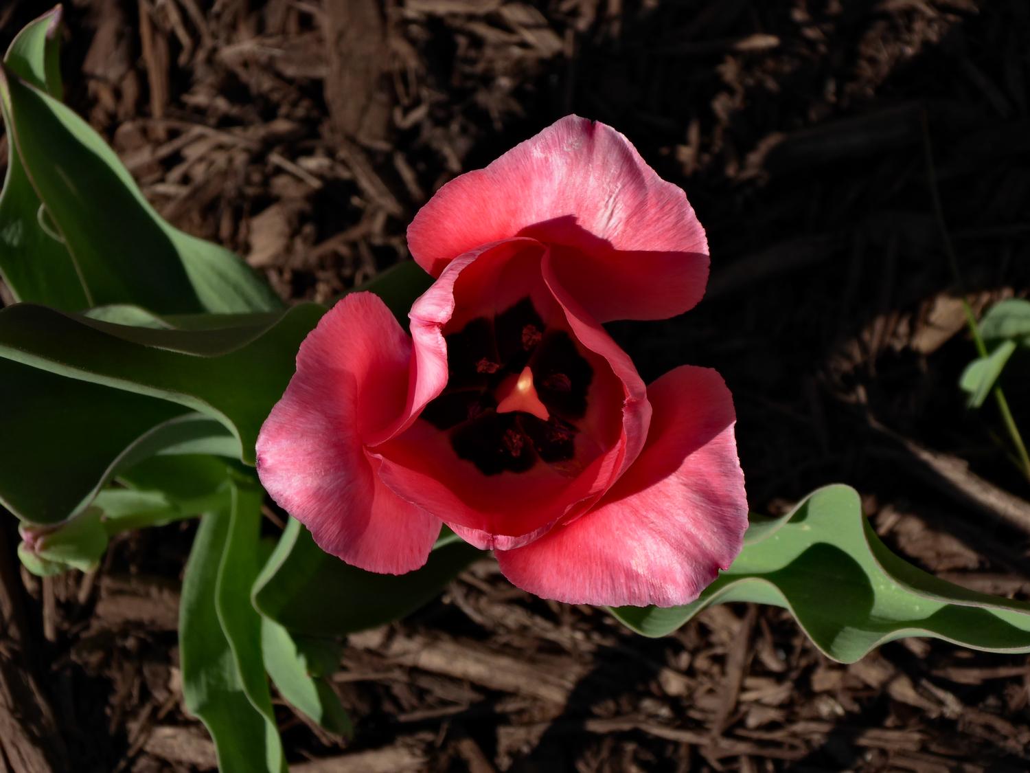  - Red tulip.  - Panasonic DMC-ZS40 - Panasonic DMC-TZ60 - - Tony Karp, design, art, photography, techno-impressionist, techno-impressionism, aerial photography , drone , drones , dji , mavic pro , video , 3D printing - Books -