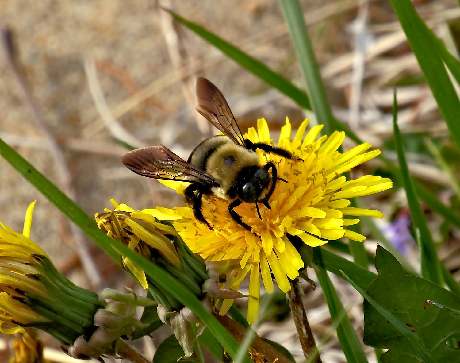  - Bee on a dandelion. This picture demonstrates the ZS40's capabilities when shooting wildlife. - Panasonic DMC-ZS40, DMC-ZS50, DMC-LF1 - Tony Karp, design, art, photography, techno-impressionist, techno-impressionism, aerial photography , drone , drones , dji , mavic pro , video , 3D printing - Books -