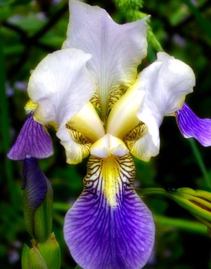 - A fantasy iris.  - Panasonic DMC-ZS40 - Panasonic DMC-TZ60 - - Tony Karp, design, art, photography, techno-impressionist, techno-impressionism, aerial photography , drone , drones , dji , mavic pro , video , 3D printing - Books -
