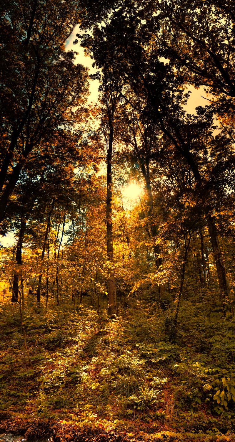  -  A light through the trees. - Panasonic DMC-ZS40 - Panasonic DMC-TZ60 - - Tony Karp, design, art, photography, techno-impressionist, techno-impressionism, aerial photography , drone , drones , dji , mavic pro , video , 3D printing - Books -