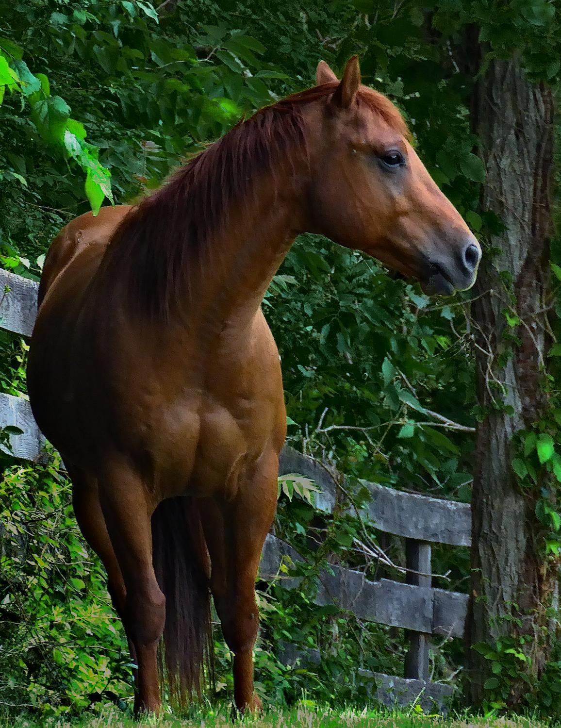  -  A horse who was visiting, just down the road from us. - Panasonic DMC-ZS40 - Panasonic DMC-TZ60 - - Tony Karp, design, art, photography, techno-impressionist, techno-impressionism, aerial photography , drone , drones , dji , mavic pro , video , 3D printing - Books -