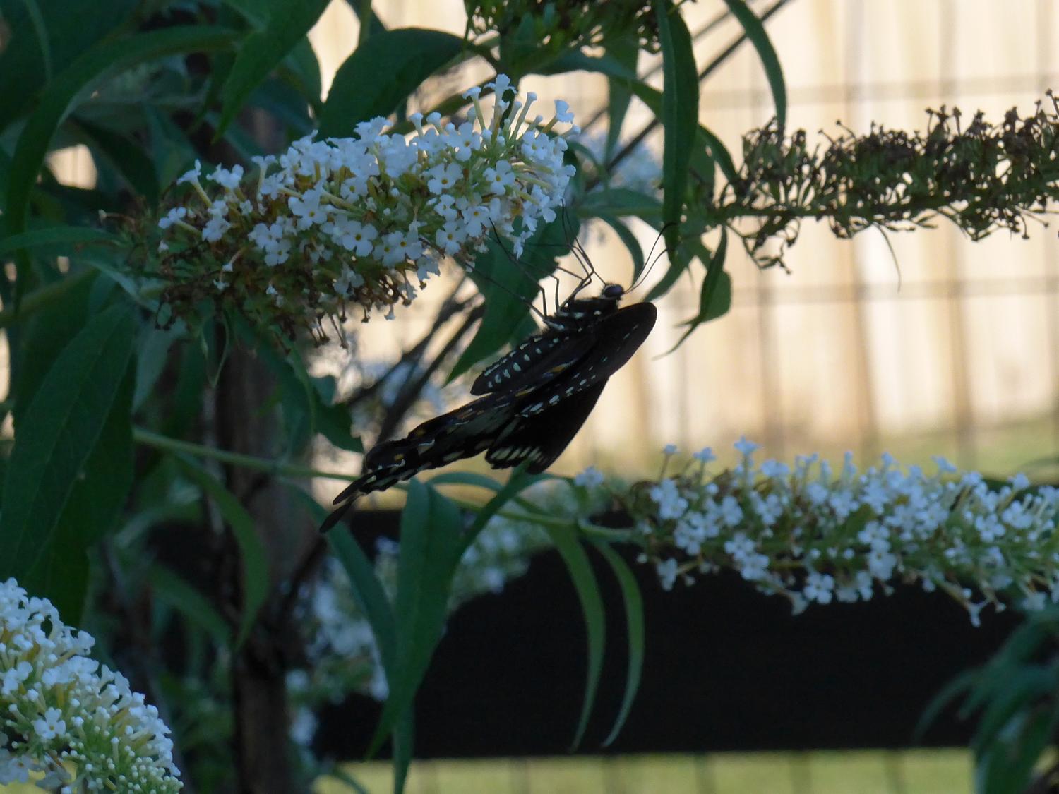  - This is where it all ended up.<br>-- Click on the image to see where I started from -- - Retouching a picture of a swallowtail butterfly - Panasonic DNC-LF1 - butterfly in Havana. - Tony Karp, design, art, photography, techno-impressionist, techno-impressionism, aerial photography , drone , drones , dji , mavic pro , video , 3D printing - Books -