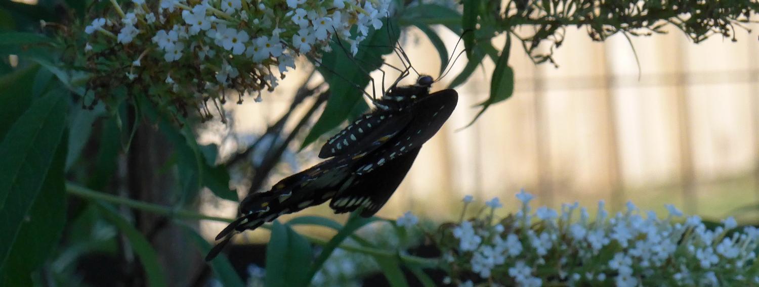  - Cropping the picture helps to isolate the butterfly. - Retouching a picture of a swallowtail butterfly - Panasonic DNC-LF1 - butterfly in Havana. - Tony Karp, design, art, photography, techno-impressionist, techno-impressionism, aerial photography , drone , drones , dji , mavic pro , video , 3D printing - Books -