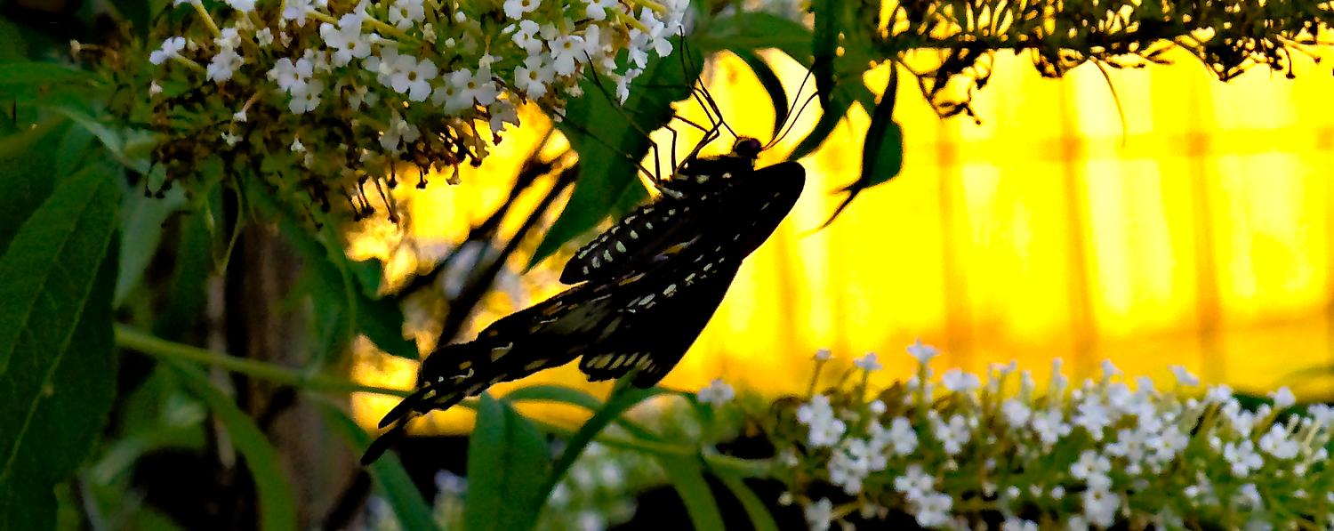  - Color was added to liven things up. - Retouching a picture of a swallowtail butterfly - Panasonic DNC-LF1 - butterfly in Havana. - Tony Karp, design, art, photography, techno-impressionist, techno-impressionism, aerial photography , drone , drones , dji , mavic pro , video , 3D printing - Books -