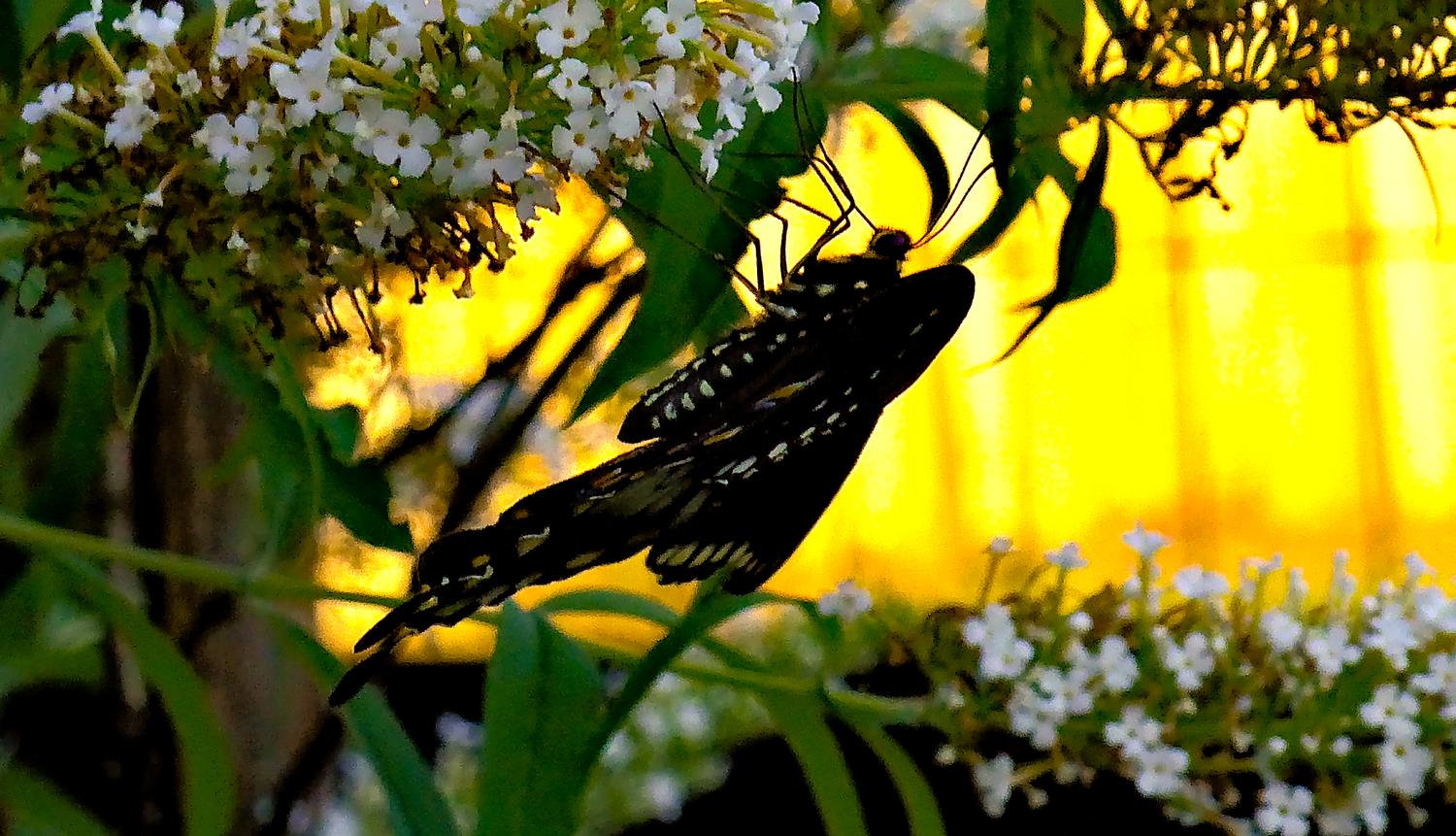  - A butterfly in Havana -- From start to finish - Retouching a picture of a swallowtail butterfly - Panasonic DNC-LF1 - butterfly in Havana. - Tony Karp, design, art, photography, techno-impressionist, techno-impressionism, aerial photography , drone , drones , dji , mavic pro , video , 3D printing - Books -