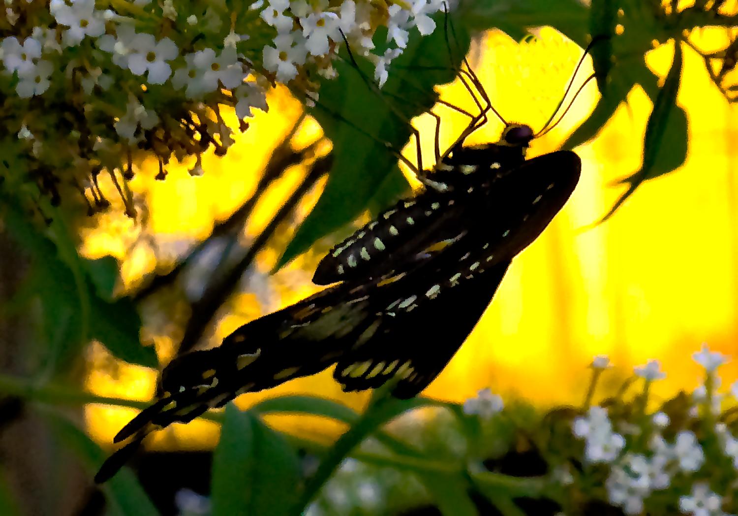  - A butterfly in Havana -- From start to finish - Retouching a picture of a swallowtail butterfly - Panasonic DNC-LF1 - butterfly in Havana. - Tony Karp, design, art, photography, techno-impressionist, techno-impressionism, aerial photography , drone , drones , dji , mavic pro , video , 3D printing - Books -