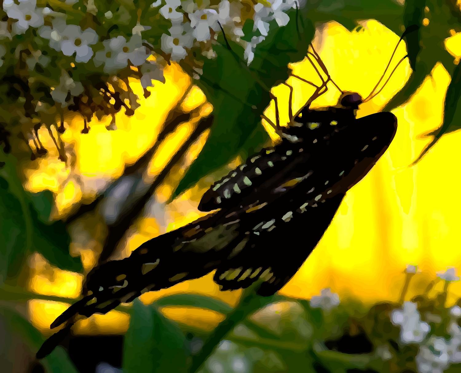  - A butterfly in Havana -- From start to finish - Retouching a picture of a swallowtail butterfly - Panasonic DNC-LF1 - butterfly in Havana. - Tony Karp, design, art, photography, techno-impressionist, techno-impressionism, aerial photography , drone , drones , dji , mavic pro , video , 3D printing - Books -