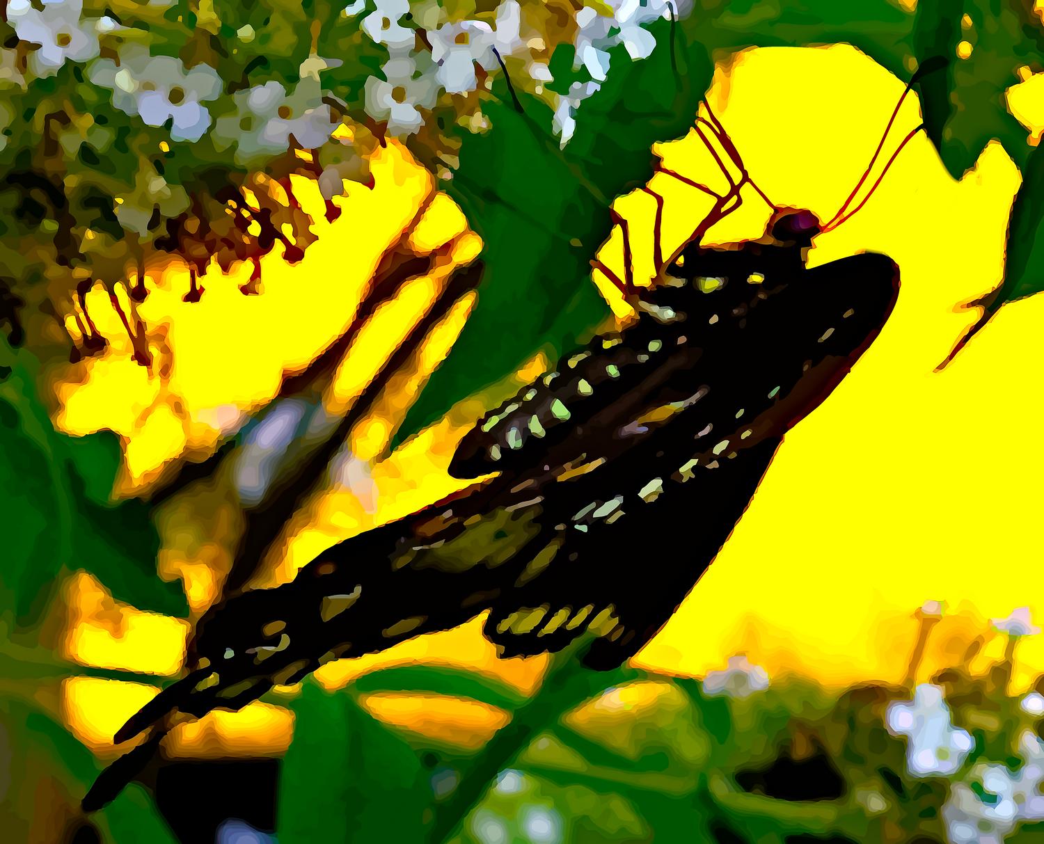  - A butterfly in Havana -- From start to finish - Retouching a picture of a swallowtail butterfly - Panasonic DNC-LF1 - butterfly in Havana. - Tony Karp, design, art, photography, techno-impressionist, techno-impressionism, aerial photography , drone , drones , dji , mavic pro , video , 3D printing - Books -