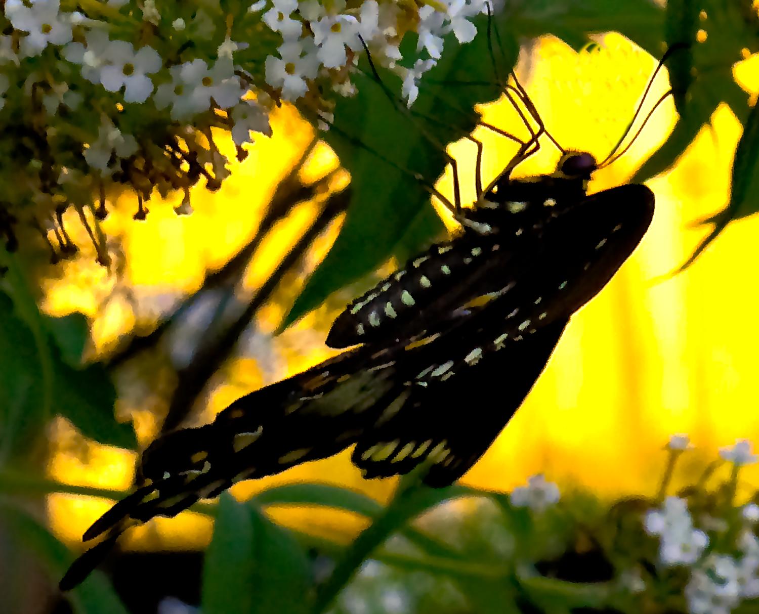  - This is the final crop. - Retouching a picture of a swallowtail butterfly - Panasonic DNC-LF1 - butterfly in Havana. - Tony Karp, design, art, photography, techno-impressionist, techno-impressionism, aerial photography , drone , drones , dji , mavic pro , video , 3D printing - Books -