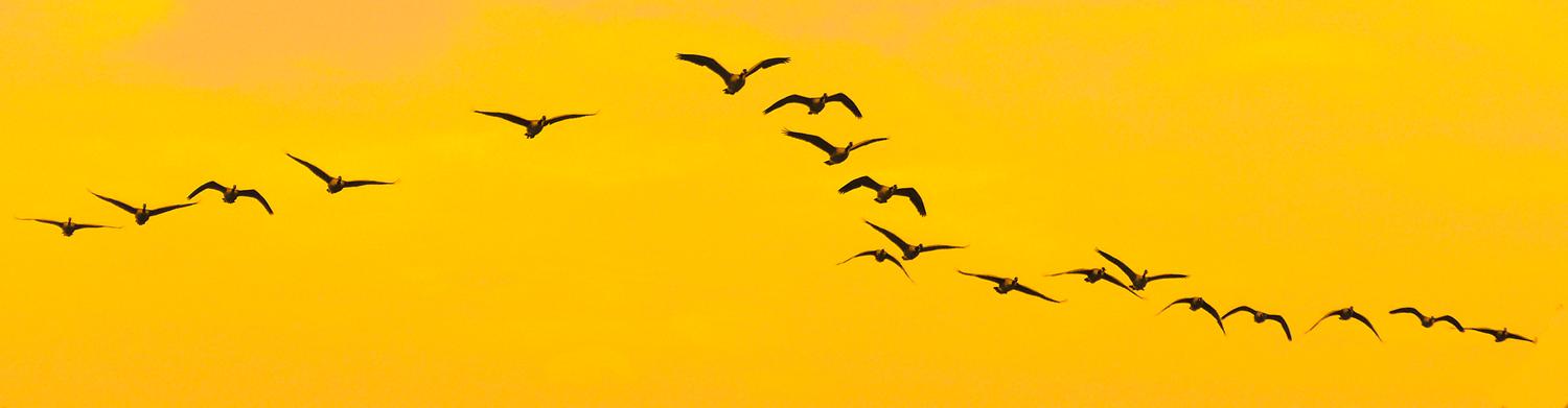  - Will the FAA stop regulating hobby drones? - Tony Karp, design, art, photography, techno-impressionist, techno-impressionism, aerial photography , drone , drones , dji , mavic pro , video , 3D printing - Books -