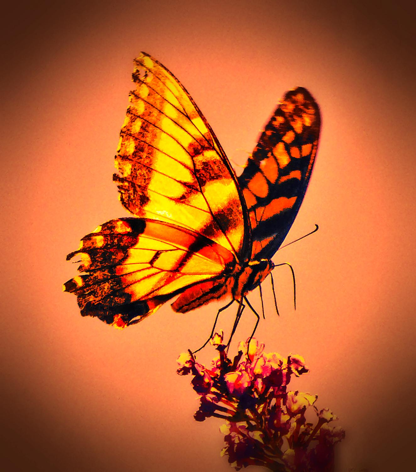  - The value of time in the creative process - Tony Karp, design, art, photography, techno-impressionist, techno-impressionism, aerial photography , drone , drones , dji , mavic pro , video , 3D printing - Books -