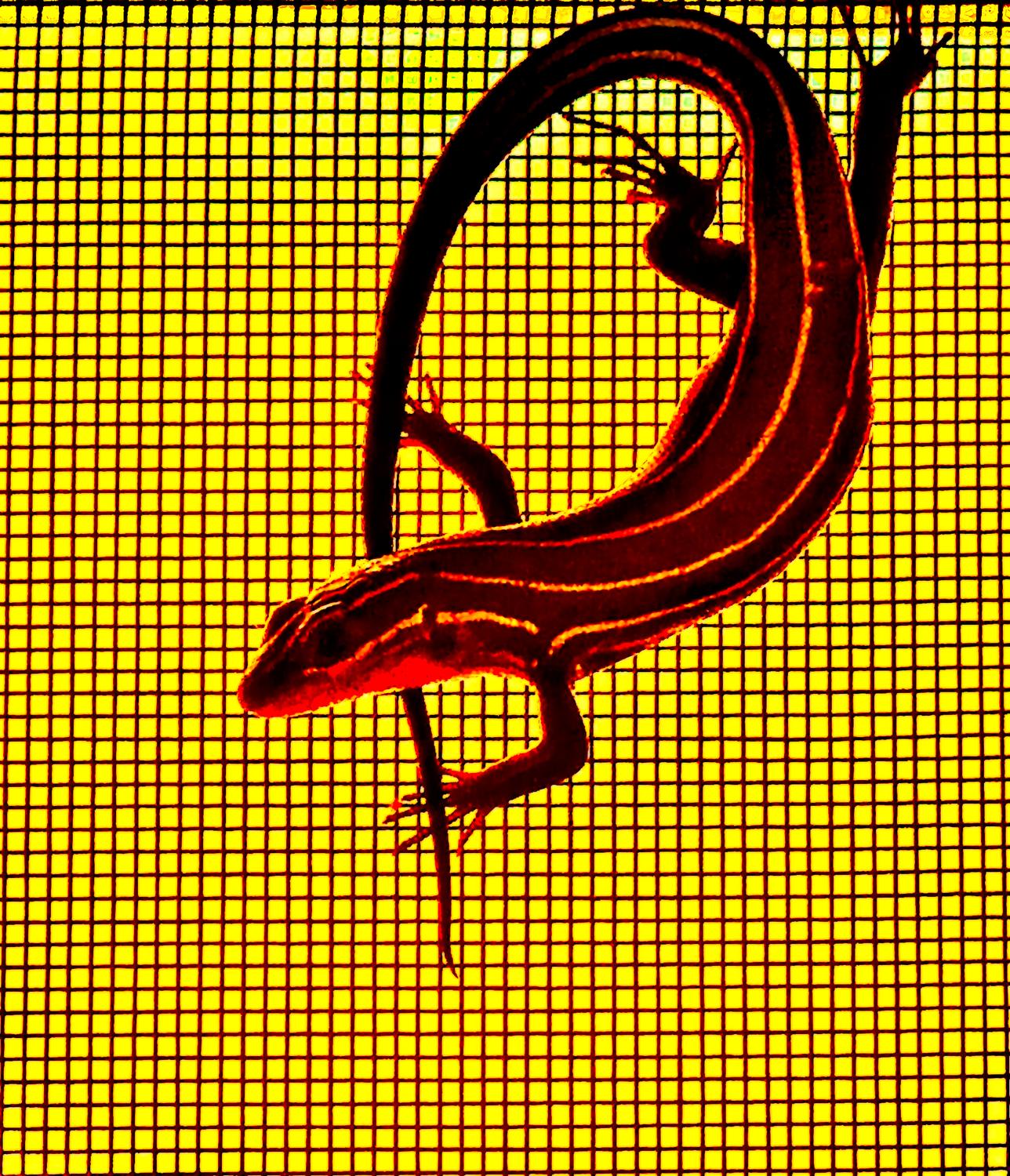  - A red-hot skink, perfect for a summer's day. - Leica C (typ 112) - Panasonic DMC-LF1 - five-lined skink - - Tony Karp, design, art, photography, techno-impressionist, techno-impressionism, aerial photography , drone , drones , dji , mavic pro , video , 3D printing - Books -