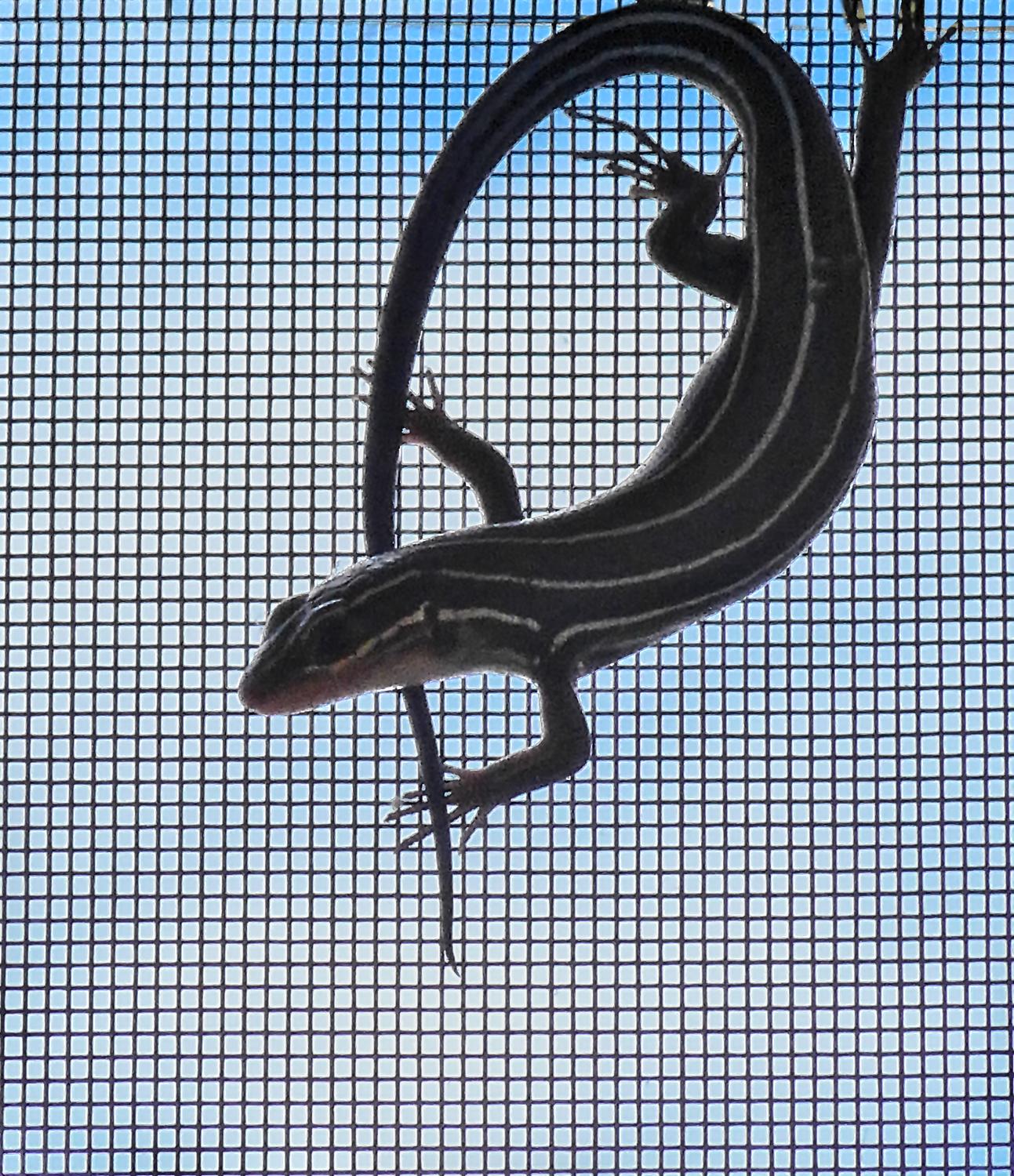  - Mr. Skink works out on the ScreenMaster <br>-- Click on image above to see where this picture started -- - Leica C (typ 112) - Panasonic DMC-LF1 - five-lined skink - - Tony Karp, design, art, photography, techno-impressionist, techno-impressionism, aerial photography , drone , drones , dji , mavic pro , video , 3D printing - Books -