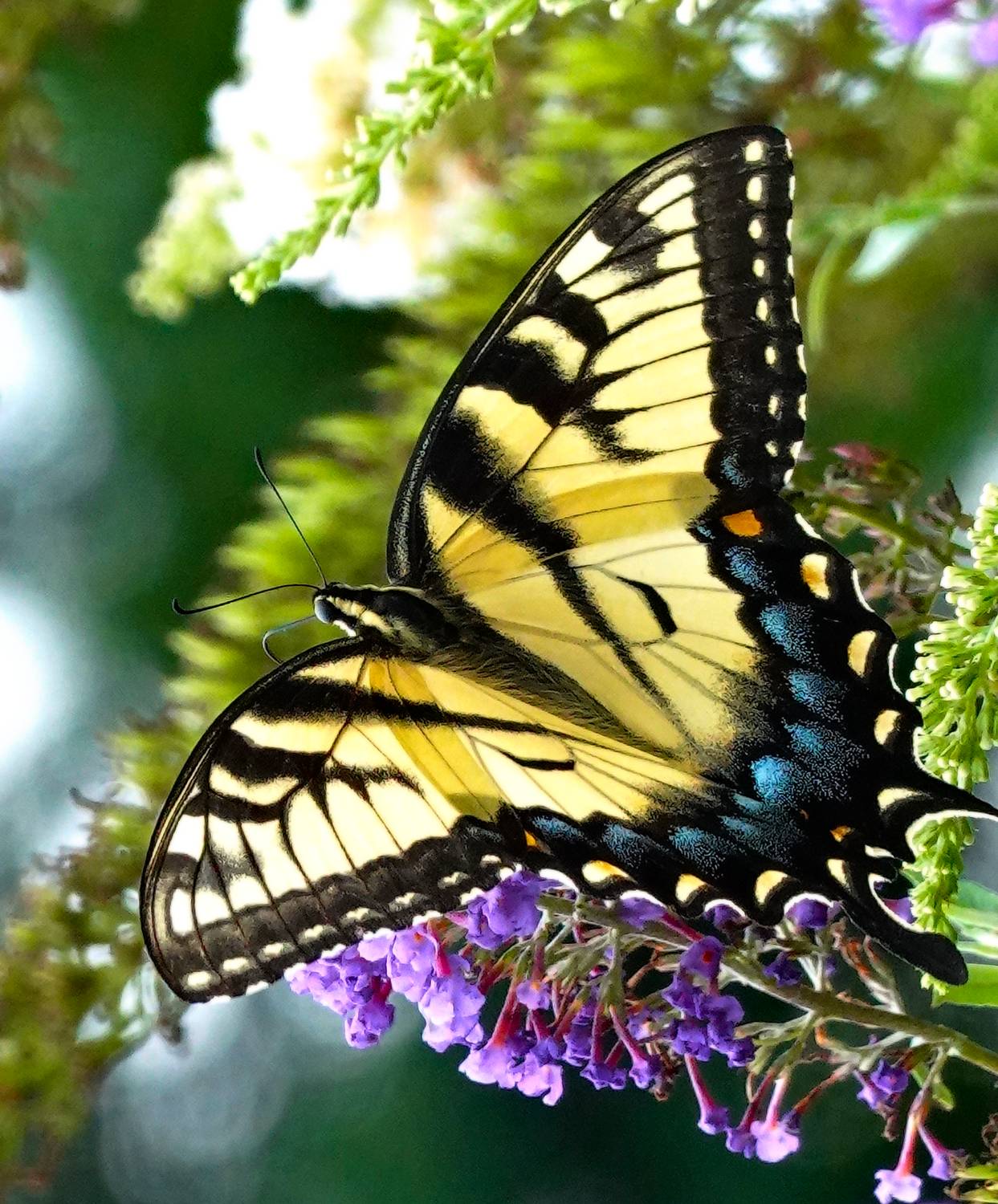 Tiger swallowtail butterfly. - Smartphone vs camera --  Why you need both - Smartphone vs camera --  Why you need both., Sony RX100 M6, Huawei P30 Pro - Tony Karp, design, art, photography, techno-impressionist, techno-impressionism, aerial photography , drone , drones , dji , mavic pro , video , 3D printing - Books -