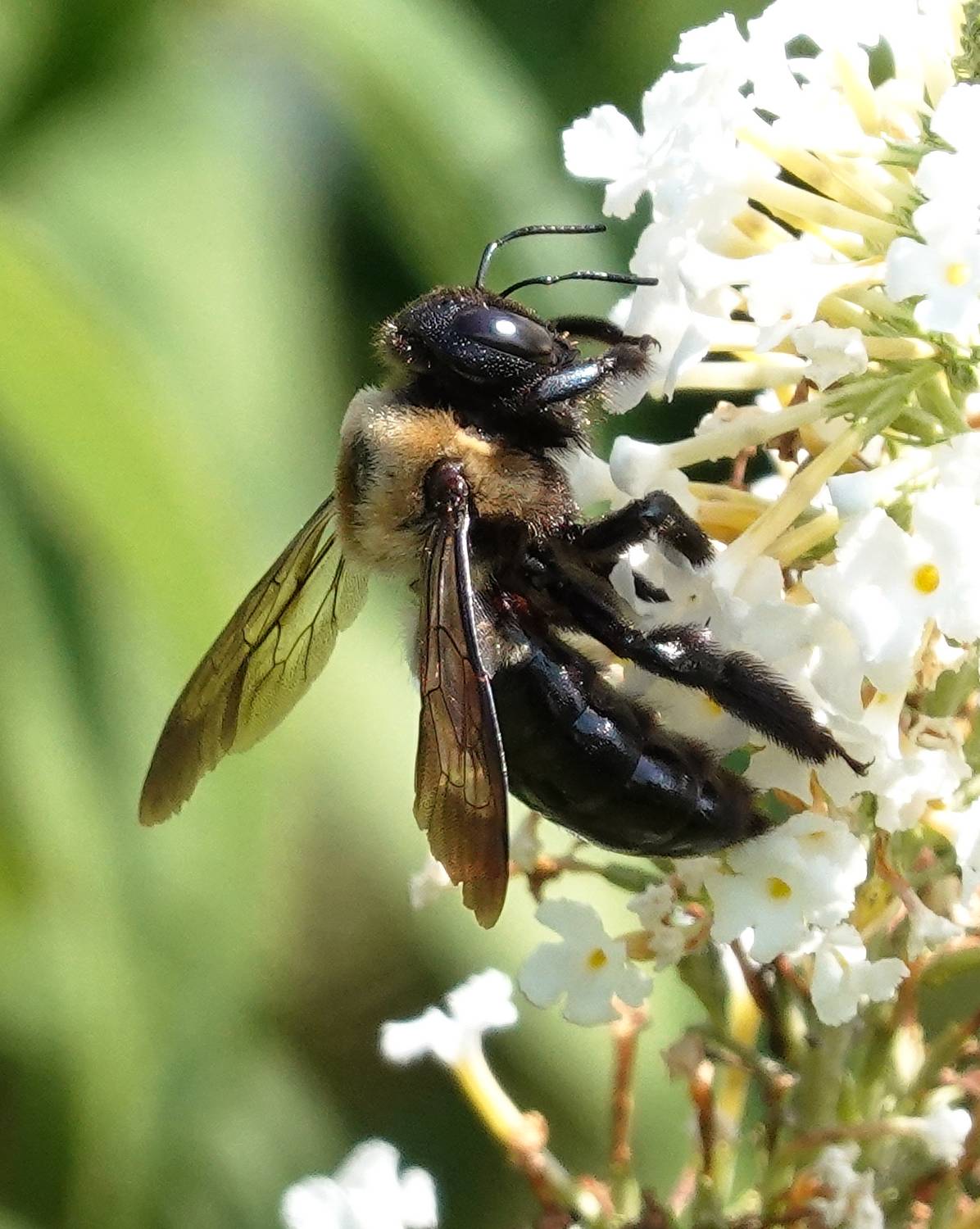 A bee on the butterfly bush. - Smartphone vs camera --  Why you need both - Smartphone vs camera --  Why you need both., Sony RX100 M6, Huawei P30 Pro - Tony Karp, design, art, photography, techno-impressionist, techno-impressionism, aerial photography , drone , drones , dji , mavic pro , video , 3D printing - Books -